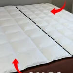 Kauffmann Piumone oca Cupido a zone di calore differenziate